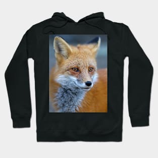 Red Fox - Algonquin Park, Canada Hoodie